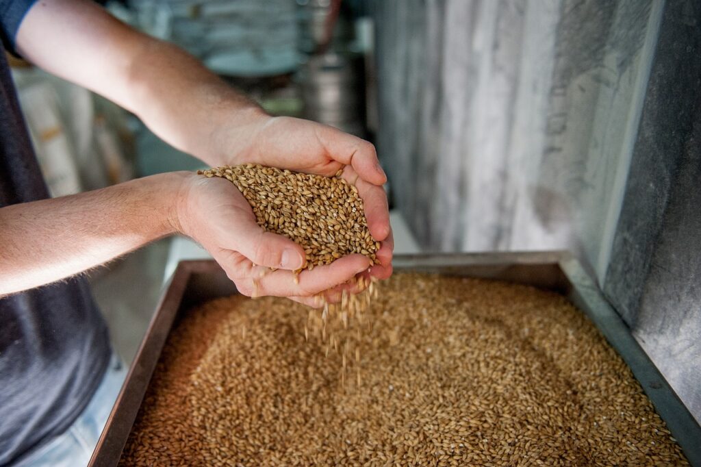 malt, beer, production, barley, brewery, drinks, malt, malt, malt, malt, malt, barley, brewery, brewery, brewery