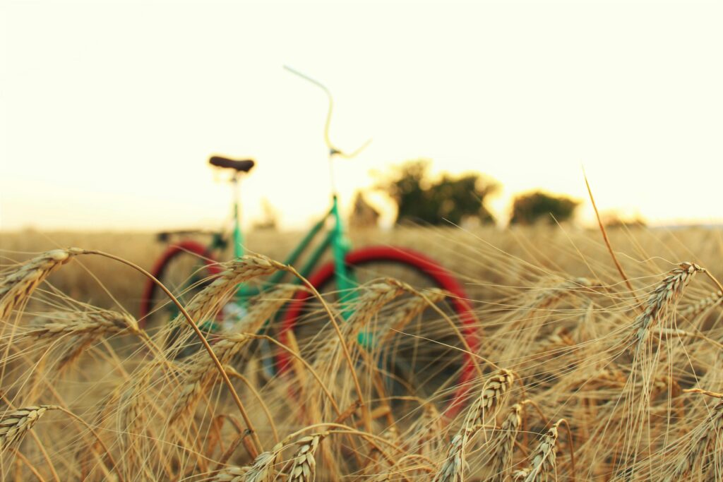 A tranquil scene of a bicycle in a wheat field during sunset, capturing rural serenity.