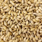 Pilsner Malt