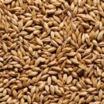 Pale Malt